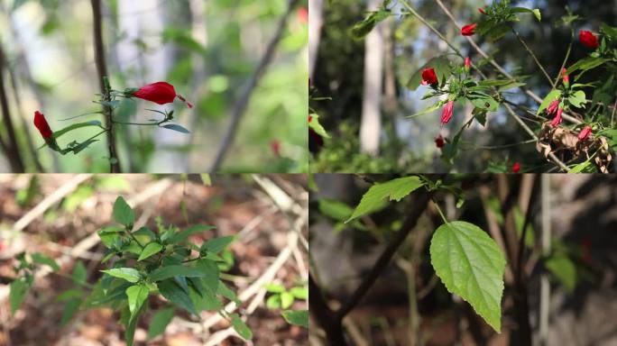 垂花悬铃木 花蕾 红花 叶 茎 植株