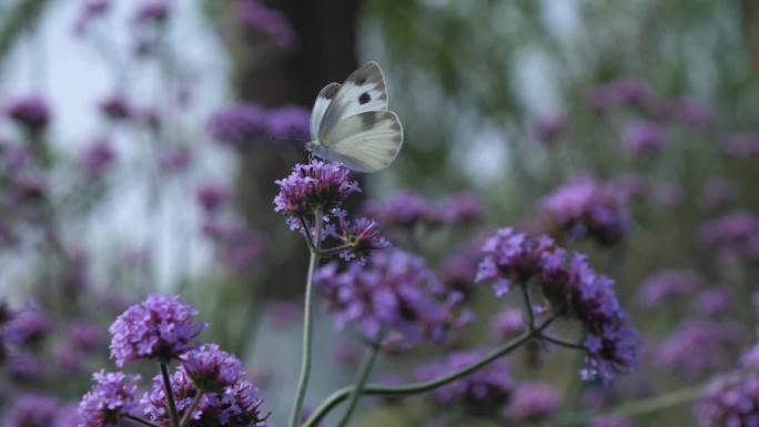 城市公园 空境 蜜蜂 蝴蝶在花朵采蜜飞舞