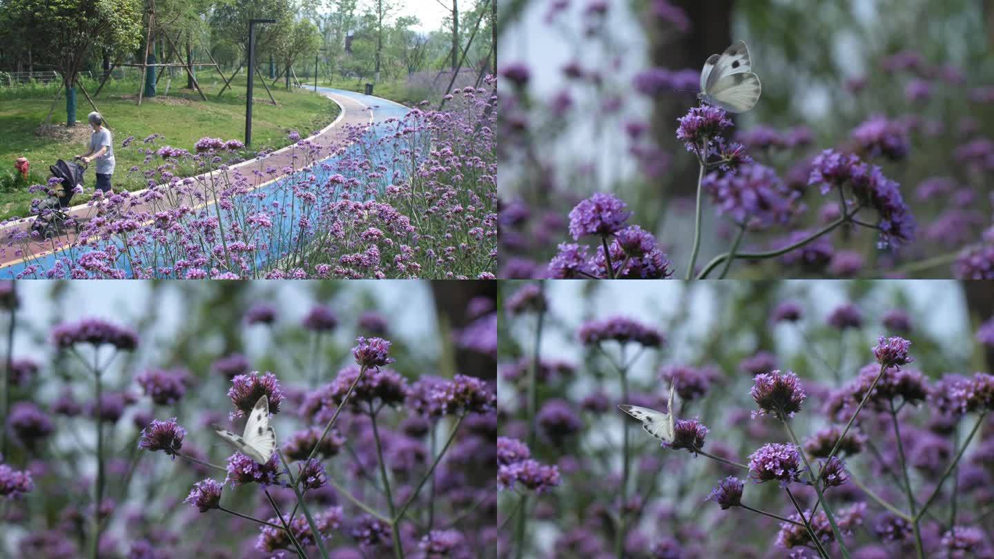 城市公园 空境 蜜蜂 蝴蝶在花朵采蜜飞舞