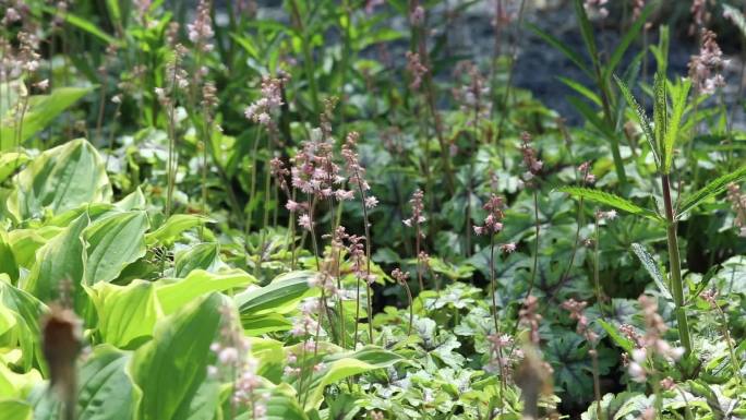 粉色黄水枝 蕾 粉花 叶 茎 植株 生境