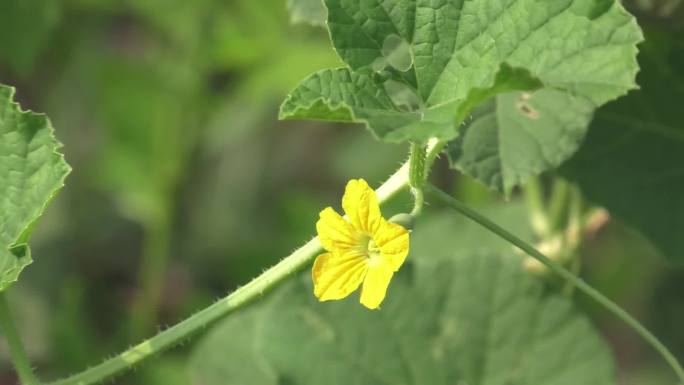 马泡瓜 黄花 吊果 叶 茎蔓 植株 生境