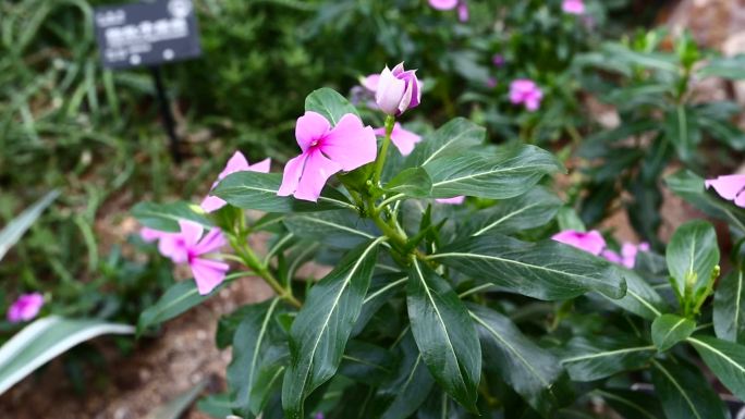 长春花 时钟花 粉色花 叶 茎 植株