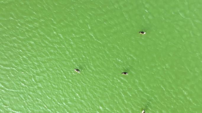 航拍俯看湖面中野鸭
