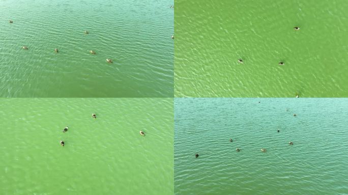 航拍俯看湖面中野鸭