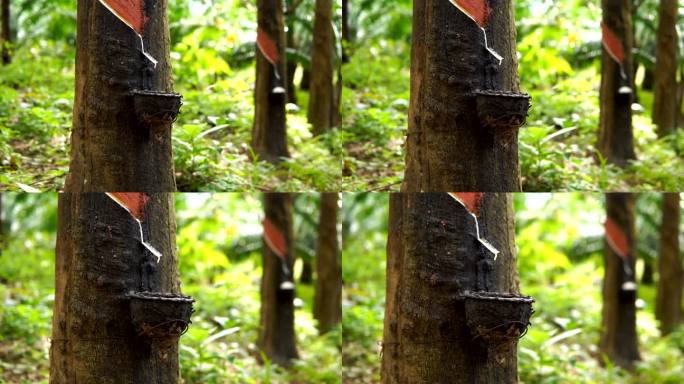 橡胶树（巴西橡胶树）采摘液