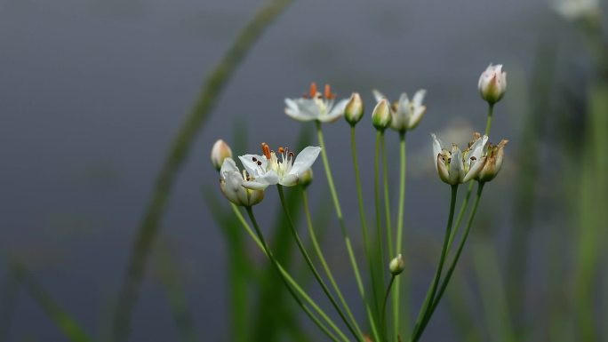 花蔺  花蕾 白花 叶 茎 植株 生境