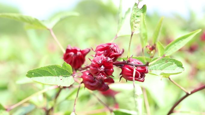 玫瑰茄 中药 紫红色花 叶 植株 种植