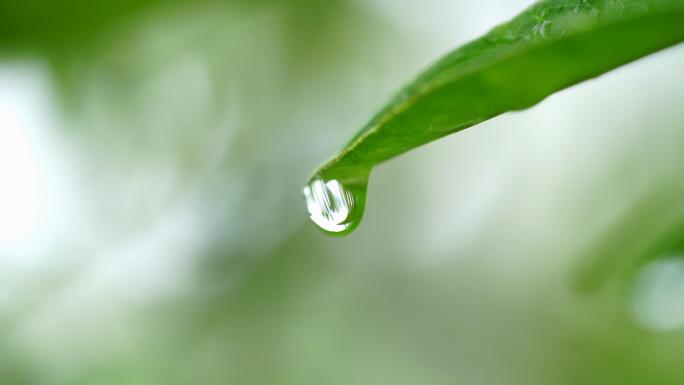 植物精华液