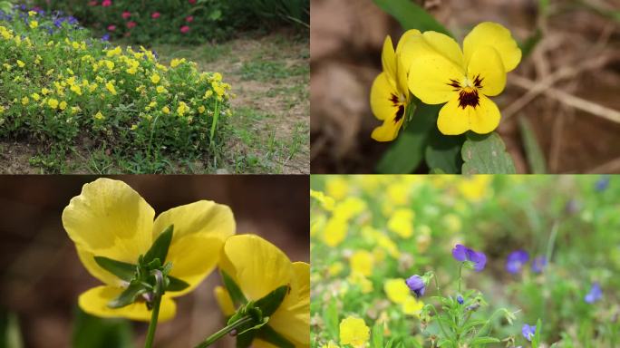 角堇 黄花 蓝紫色花 叶 茎 植株 生境