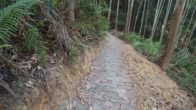 森林小路红砖铺设参观通道景区道路