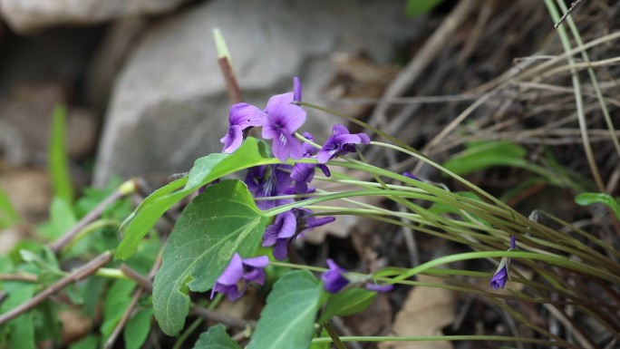 早开堇菜 花蕾 紫色花 叶 茎 植株