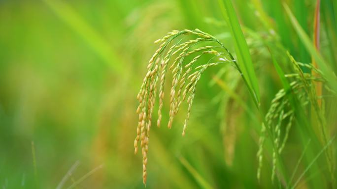 成熟水稻稻穗