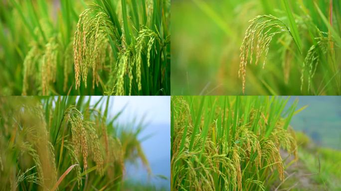 成熟水稻稻穗