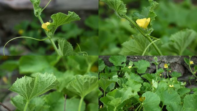 甜瓜 花蕾 黄花  叶 茎蔓 植株 生境