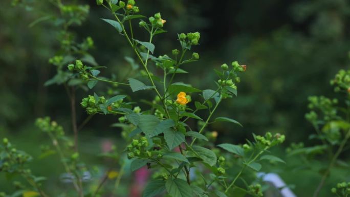 心叶黄花稔 花蕾 黄花 果 叶 茎 植株