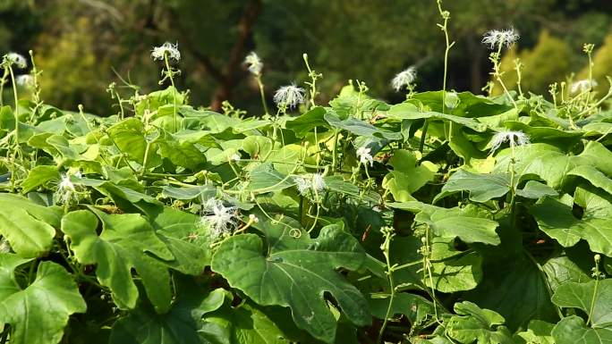 蛇瓜 蕾 白花 果 叶 茎蔓 植株 生境