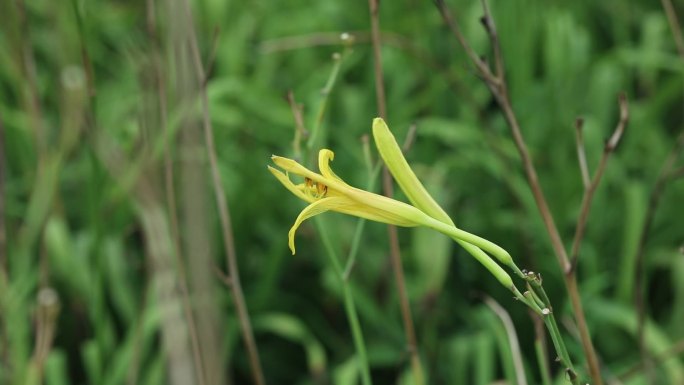 黄花菜  花蕾 黄花 叶 茎 植株 生境