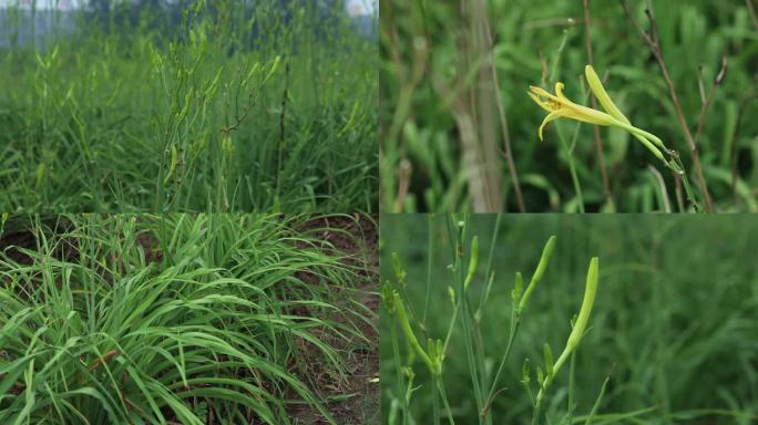 黄花菜  花蕾 黄花 叶 茎 植株 生境