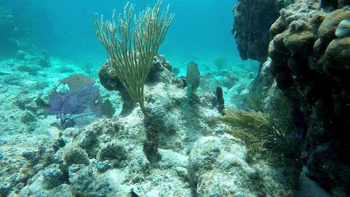 在加勒比海珊瑚礁与鱼一起游泳