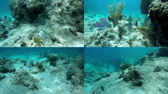 在加勒比海珊瑚礁与鱼一起游泳