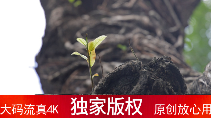 生机盎然的老树发新芽_4K60帧