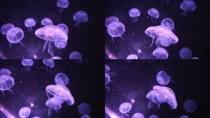 白斑水母水母蓝色水母深海