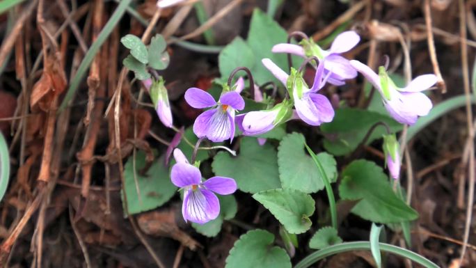 紫花堇菜 中药 花蕾 淡紫色花 叶 茎