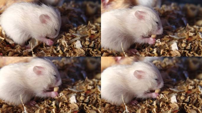 吃花生的仓鼠宝宝鼠类养殖