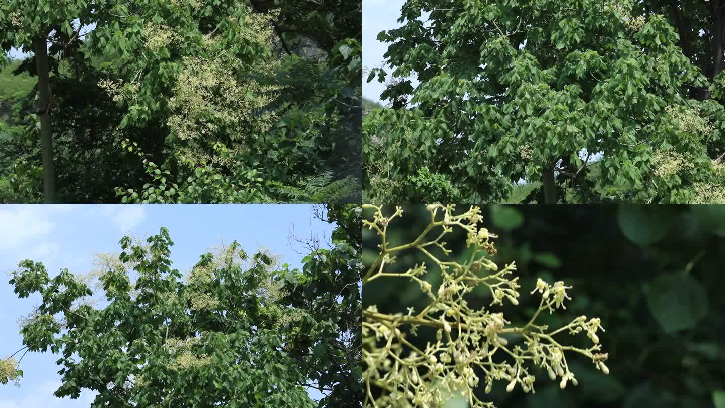 梧桐 花蕾 淡黄色花 叶 茎 植株 生境