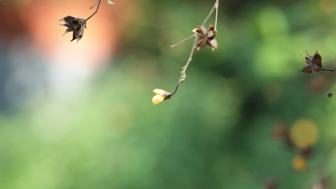 拔毒散 中药 花 果 叶 茎 植株 生境