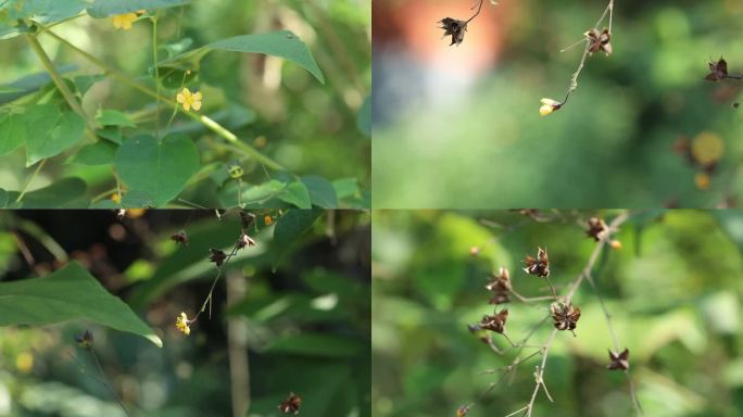 拔毒散 中药 花 果 叶 茎 植株 生境