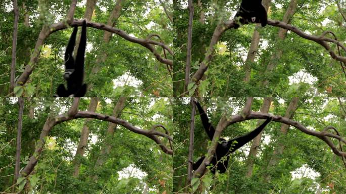 长臂猿在树上。长臂猿荡秋千树上玩耍