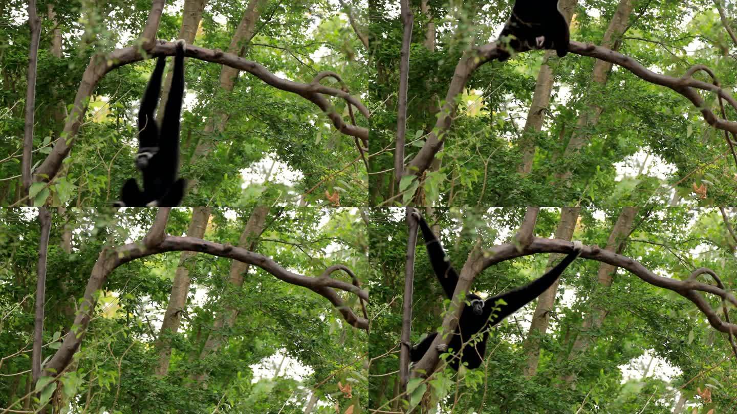 长臂猿在树上。长臂猿荡秋千树上玩耍