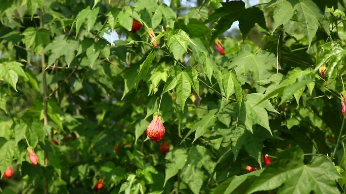 金铃花 花蕾 红色花 叶 茎 植株 生境