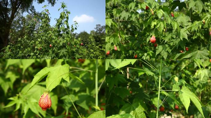 金铃花 花蕾 红色花 叶 茎 植株 生境