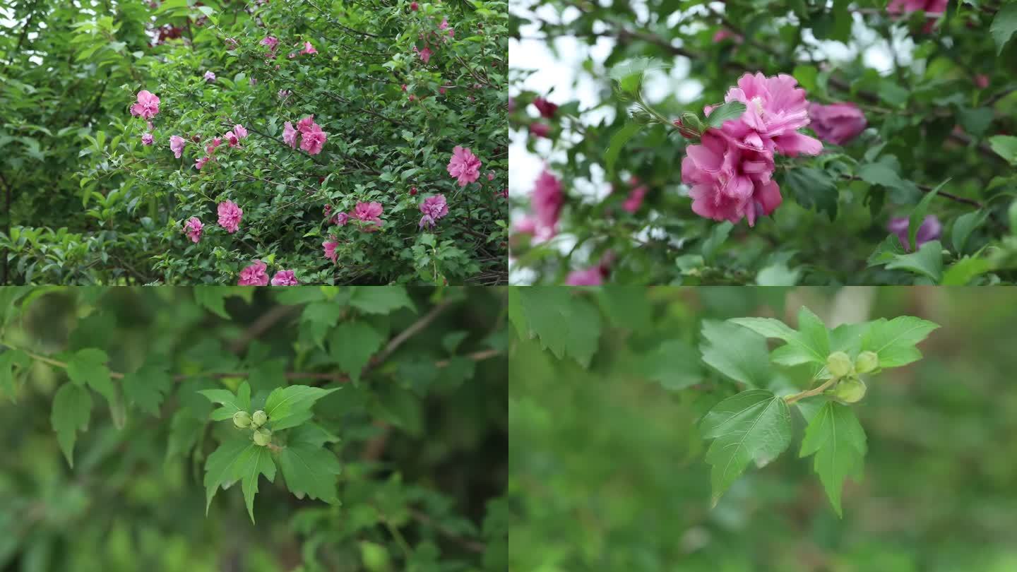 粉紫重瓣木槿 花蕾 粉色花 叶 茎 植株