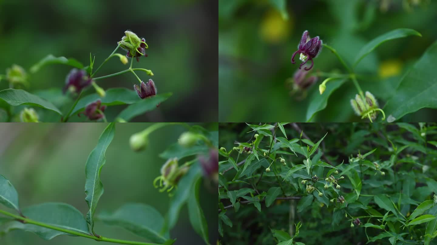 杠柳 花蕾 紫红色花 叶 茎 植株 生境