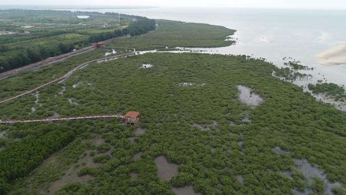 北海红树林 金海湾红树林 红树林 红树林