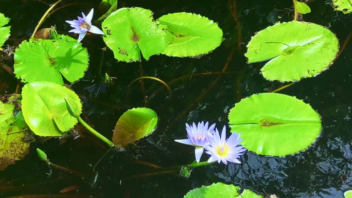 百合花和湖水荷花绿叶