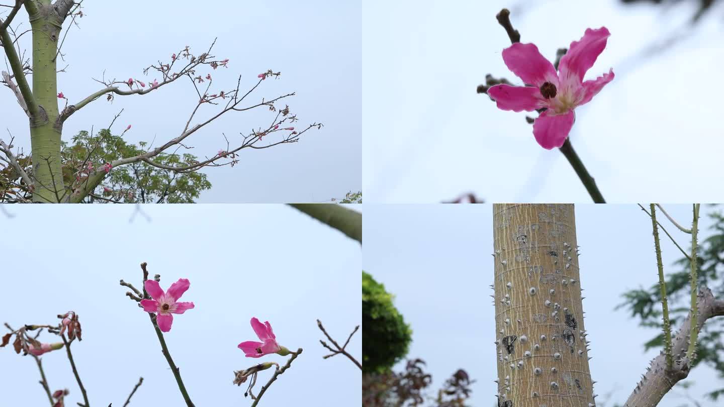 美丽异木棉 花蕾 粉红色花 树干 植株