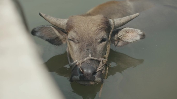 水牛戏水