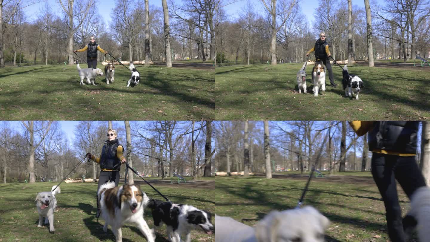 女子带着一群狗在公园散步