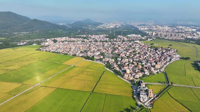 【4K超清航拍】中山市南朗崖口稻田航拍