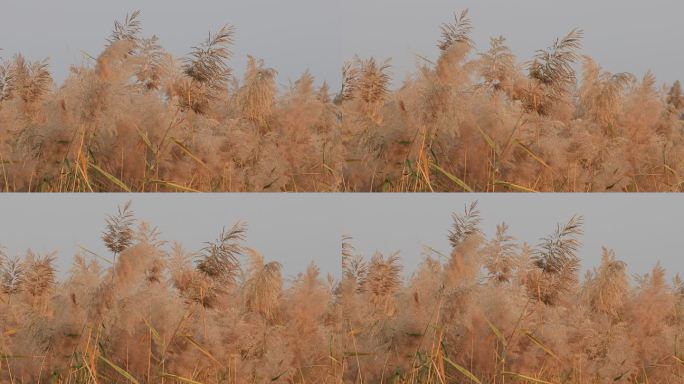 秋天的芦苇、芦花