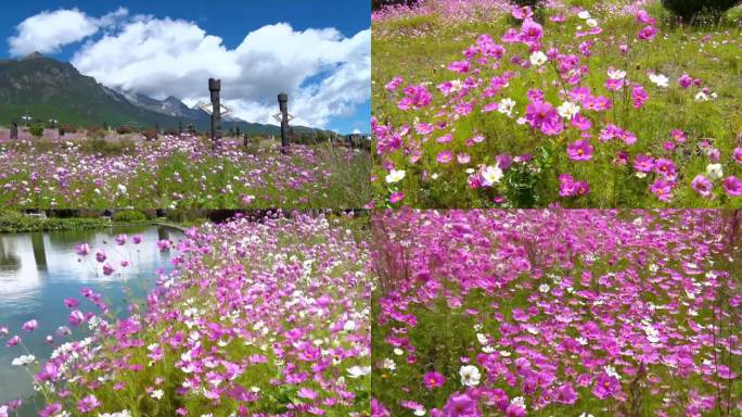 满山偏野的格桑花第一集