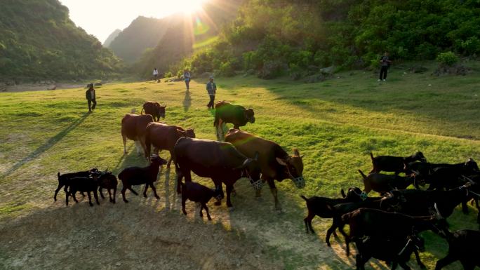 4K航拍广西更望湖草原牛羊