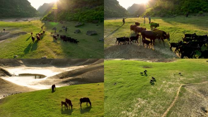 4K航拍广西更望湖草原牛羊