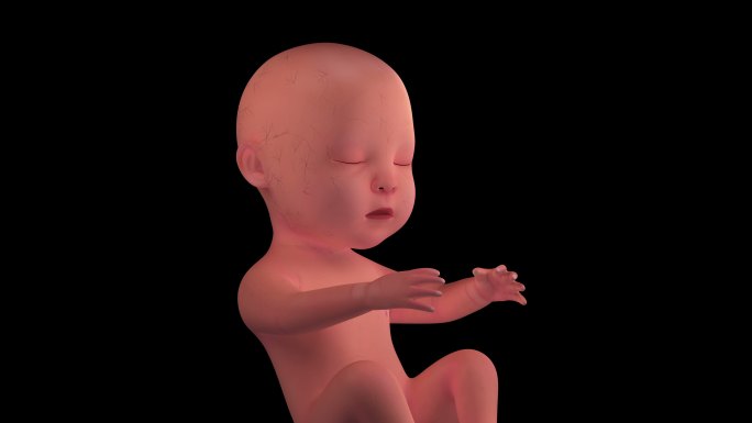 人类胎儿胚胎4K环