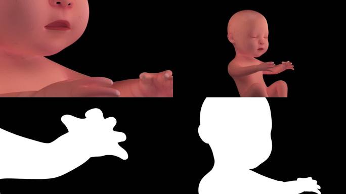 人类胎儿胚胎4K环