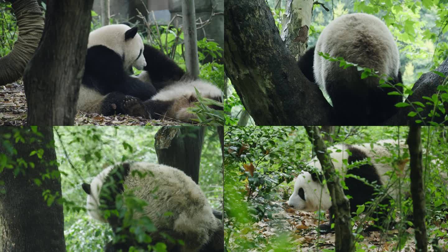 熊猫 国宝 成都 熊猫基地 呆萌 大熊猫